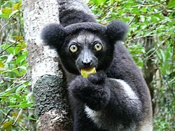 Antsahamena-1