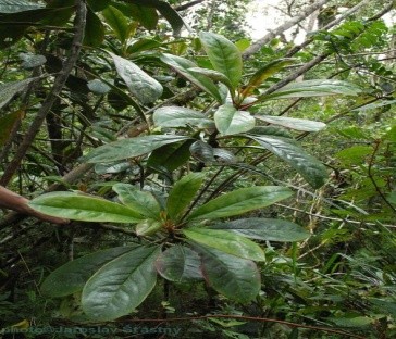 Le tachitazania