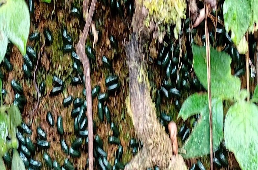 Antsahamena-7