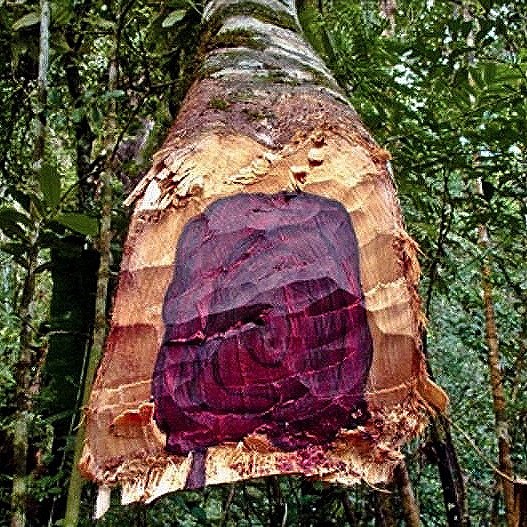 Le bois de rose